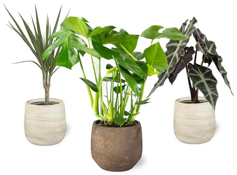 Pack 3 Plantas Naturales Interior Tropical Elegance: Alocasia Amazonica + Dracaena Marginata + Monstera Deliciosa, Ø 12-13 cm. Decoración del Hogar