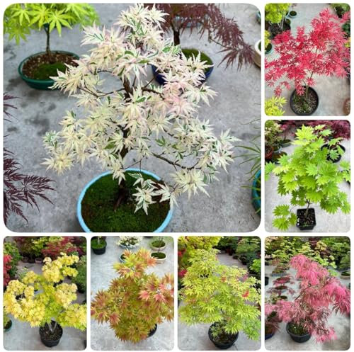 50 pcs Japanischer Ahorn Baum Samen, bio saatgut, samen zimmerpflanzen Ahorn Samen, steingartenpflanzen winterhart, seeds bodendecker samen winterhart, samen winterharte pflanzen für