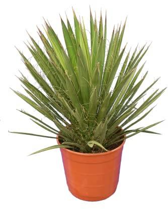 Yucca filifera - Gesamthöhe 50-70 cm - Topf Ø 23 cm [7693]
