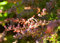 Berberitze 'Atropurpurea' C15, 100-125cm - Winterharte Zierpflanze, Rotlaubig, Pflegeleicht