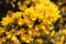 30 Stück halbe Blumen Ginster Ulex Europaeus