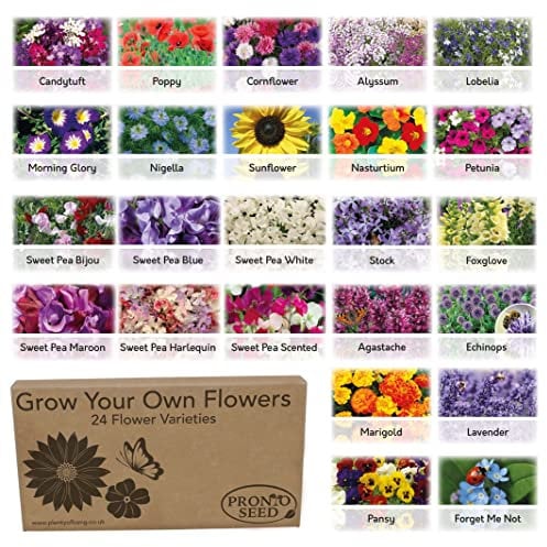 Pronto Seed Bumper Pack Grow Your Own Kit - 24 Varieties of Flowers - Over 3100 Seeds to Attract Butterflies & Bees - Gardening Gift for Women and Men (Flower Pack)