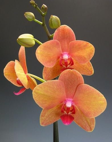 80 graines de fleurs d'orchidées Phalaenopsis