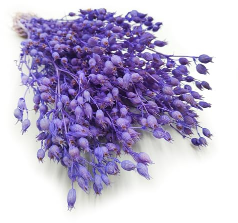 Enchanted Trockenblumen Dekogras Silene Aufgeblasenes Leimkraut Getrocknetes Gras Ziergras Natürlich Deko Lavendel