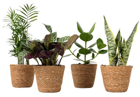 Plant in a Box - Easy Care Mix - Set aus 4 pflegeleichten Zimmerpflanzen mit dekorativen Körben - Höhe 25-40cm - Topf 12cm - Grüne Pflanzen für Zuhause oder Büro