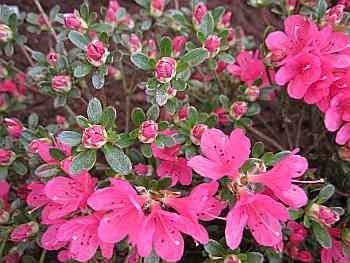 Rhododendron obtusum Kleiner Prinz - 25-30 cm