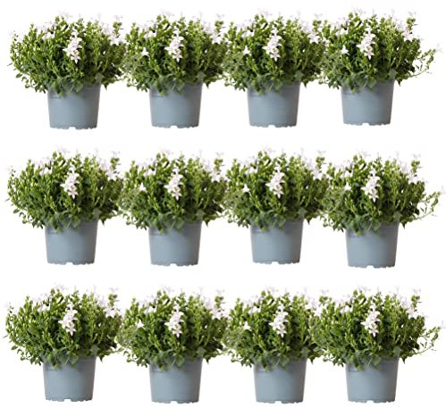 Campanula Addenda - Glockenblume weiß Topfgröße 12cm - 2m2 Bodendecker - 12 Pflanzen - Ambella weiß - Gartenpflanzen - winterhart