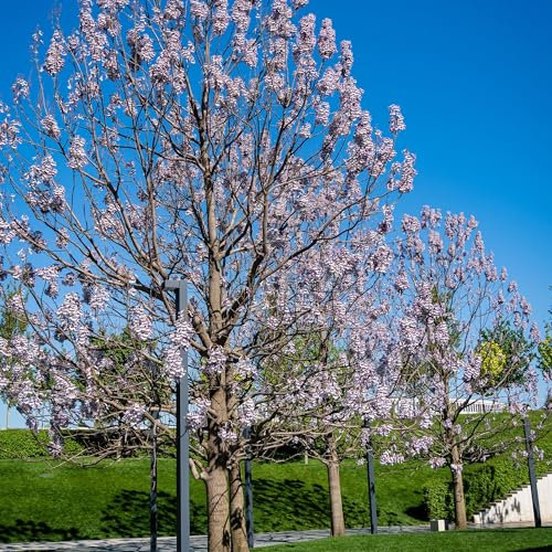 Blauglockenbaum - Der topf / 2L / Lieferhöhe 40-50cm