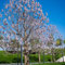 Blauglockenbaum - Der topf / 2L / Lieferhöhe 40-50cm
