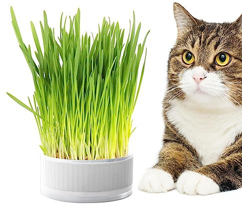 Amesor Hierba para Gatos - Jardineras hidropónicas,Cultivador Plantas para Gatos, Cajas propagación Desmontables, decoración del hogar para Gatos Catnip Planter