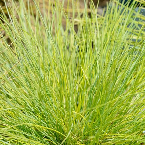 GreenboutiQ - Ziergräser - Festuca glauca Golden Toupee - Gelb - 2 Pflanzen - Immergrün - Wenig Pflege - Topf 17cm Höhe 50cm