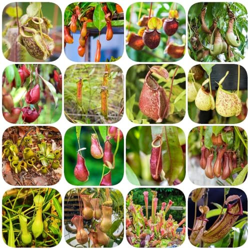 20 pcs nepenthes kannenpflanze samen fleischfressende pflanzen hochbeet balkon (Nepenthes mirabilis) garten pflanzen winterhart draußen exotische pflanzen winterhart samen winterhart
