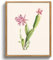MHARTK66 Quadri Vintage Botanico Soggiorno con Cornice Legno, 20x25 cm Stampe da Parete Cactus Fiori Rosa Illustrazione, Quadro Camera da Letto Su Tela Decorazioni Parete Desktop Arte Bagno Ufficio