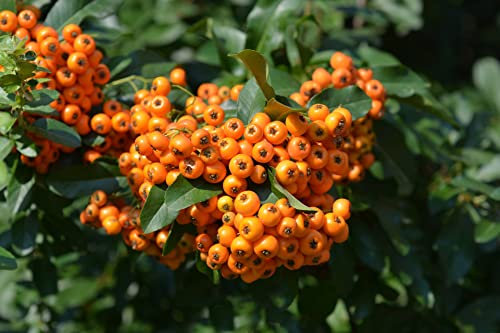 Piracanta arancione Pyracantha coccinea Orange Glow Agazzino, Pianta da siepe sempreverde in Vaso ø9 cm Pianta vera da esterno Vivaio di Castelletto