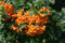 Piracanta arancione Pyracantha coccinea Orange Glow Agazzino, Pianta da siepe sempreverde in Vaso ø9 cm Pianta vera da esterno Vivaio di Castelletto