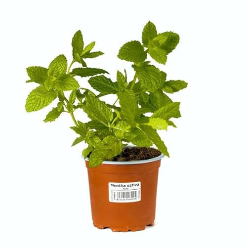 Hierbabuena Aromática DECOALIVE Planta de Menta Hierba Buena Comestible