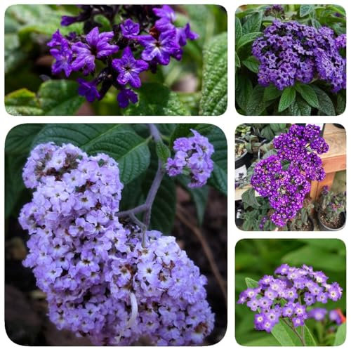 30 pcs Vanilleblume Samen garten pflanzen, steingarten pflanzen Heliotropium arborescens blumensamen mehrjährig winterhart, seeds gastgeschenk blumensamen, balkon beet blumen geschenk