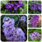 30 pcs Vanilleblume Samen garten pflanzen, steingarten pflanzen Heliotropium arborescens blumensamen mehrjährig winterhart, seeds gastgeschenk blumensamen, balkon beet blumen geschenk