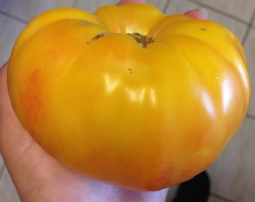 Tomatensamen Ananas – große mehrfarbige Fleischtomate, 10 Samen | Samenfest, große mehrfarbige Früchte, süß & fruchtig. Frische Ernte, hohe Keimquote. für Gewächshaus & Freiland