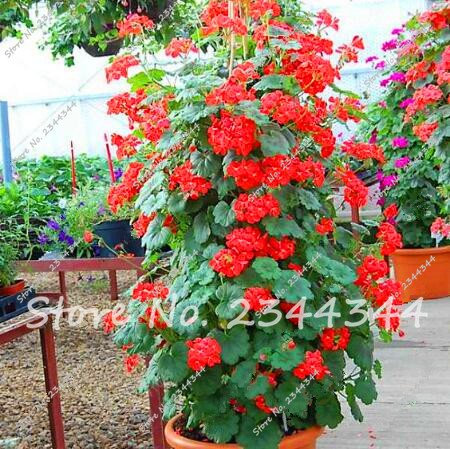 Seeds 120pcs hot Blue Climbing Seeds Geranium Pelargonium Collection Perennial Flower Bonsai Plant in orquideas raras vase Easy Grow 6