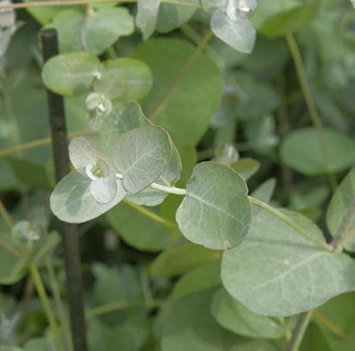 Echter Eukalyptus 80-100cm - Eucalyptus gunnii