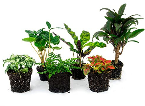 Pacchetto piante per terrario - Jungle Boost - 6 piante