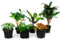 urbanjngl.com - Flaschengarten Paket Jungle-Boost - 6 Pflanzen