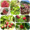 pianta di fragola selvatica - semi piante resistenti per il giardino piante resistenti in vaso semi esotici pianta d'appartamento in vaso di frutta per da balcone all'inverno balconi 120pcs