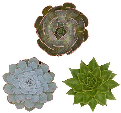 Pasiora Echeveria Mix im 12cm Topf, verschiedene große Pflanzen, Rosetten Geschenkset (3 Stück)