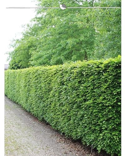 Rotbuche Fagus sylvatica 80-100 cm, Wurzelnackt. 200 Buchen. Winterharte Hecke