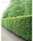 Rotbuche Fagus sylvatica 80-100 cm, Wurzelnackt. 200 Buchen. Winterharte Hecke