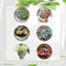 30 Pcs Fittonia Verschaffeltii Samen - Zimmerpflanzen Groß, Grünpflanzen Zimmerpflanzen Fittonia Plant Samen, Schnellwachsende Sträucher Als Sichtschutz Herbst Dekoration, Winterharte