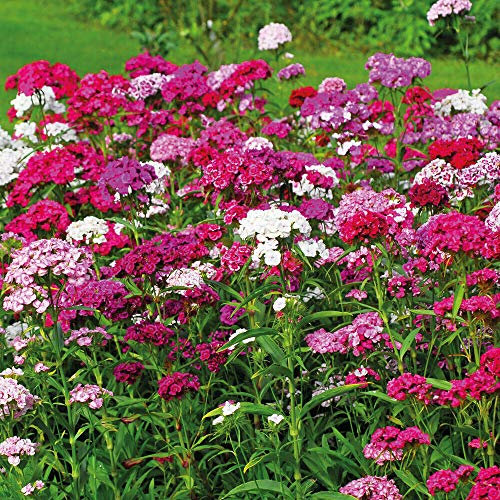 Sweet William Dianthus Mixed Dianthus Barbatus Garden Plant Hardy Perennial Flowering Garden Plants Easy to Grow Your Own 15x Garden Ready Plug Plants by Thompson and Morgan