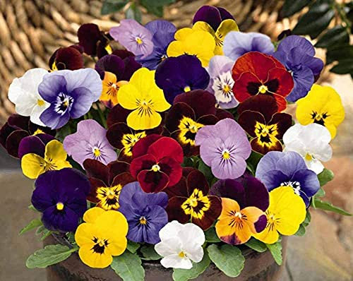 Viola del pensiero Semi di fiori 50+ Biologico Facile da coltivare Viola Tricolore Colori misti Pianta per giardino domestico Cortile all'aperto Piantagione di fattoria