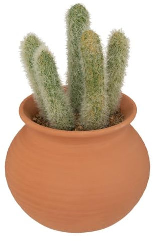 Atmosphera - Cactus en Pot Alicante Terracotta H16,5cm - Modèle b