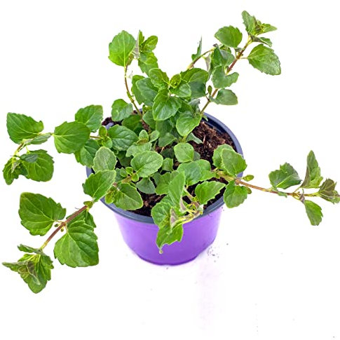 Indian Mint Hängeminze Satureja douglasii Kräuter Pflanzen 1stk.