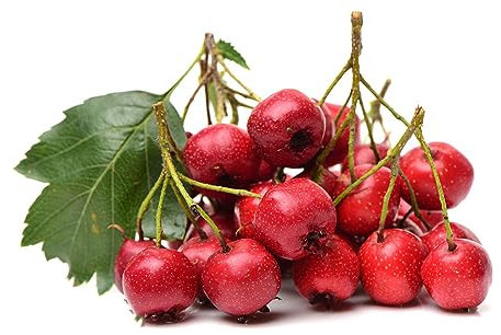 200 pcs weißdorn pflanze samen - zwergobstbäume nachhaltige geschenke,Crataegus pinnatifida,weissdorn spalierobst plant dekopflanzen obst samen balkonpflanzen winterhart bäume garten