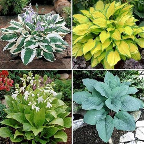 Hosta knollen mix,hosta pflanzen Kältebeständige mehrjährige Pflanzen, geeignet für die Gartenbepflanzung und zur Verschönerung der Umwelt-4zwiebeln-B