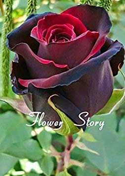 30 STÜCKE einzigartige lila und rosa und weiß gefärbte Spirale Begonie Laub Landschaft Bonsai Topf Zierpflanzen Coleus Samen