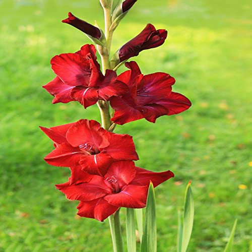 2 Stück gladiolen zwiebeln rot Gladiolus Hydroponik frühlingsblüher zwiebeln gartenpflanzen winterhart mini garten bienen geschenk zwiebel balkonpflanzen nachhaltige geschenke deko pflanze