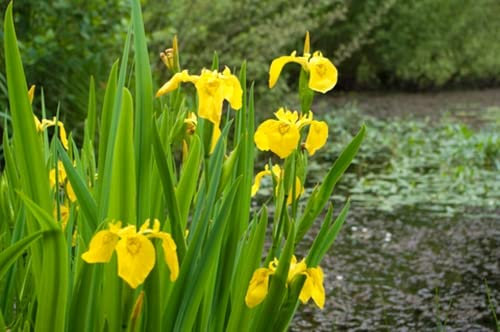 RP Seeds Iris pseudacorus (Yellow Flag Iris) - 25 Seeds. British Native Wildflower.