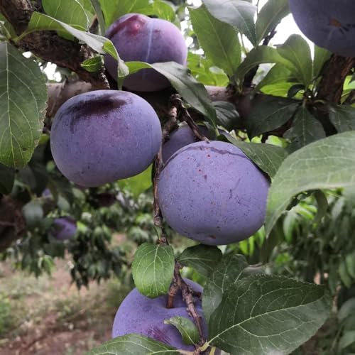 pflaumenbaum kaufen samen - pflaumen samen, säulenobst balkonpflanzen, sträucher winterhart blühend pflaume baum samen, zimmerpflanzen, samen topf pflanze baumsamen, pflanzen für 50pcs