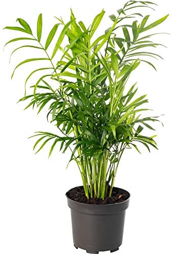 Chamaedorea Elegans Large Indoor House Plant Real Evergreen Tall Parlour Palm Big Exotic Rare Plants (30-40cm (Incl. Pot))