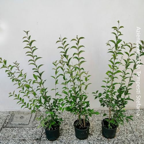 Ligustro Japonicum, 8 piante alte 60/80 cm, vaso Ø16, per una siepe lunga 5 metri