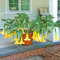 Pacchetto semi: Bonsai seme semi 30pcs Brugmansia Angelo Summer Dream un Trum!
