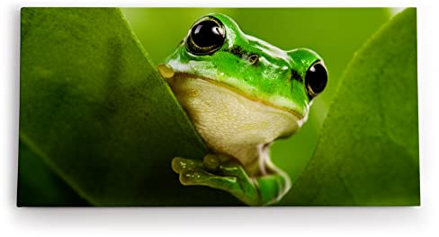 Paul Sinus - Wandbild auf Leinwand 100x50cm, Frosch Naturmotiv, Grün, Frische Farben, Hochwertig, Tiermotiv, Kunstwerk, Dekoration, Blickfang, Modernes Design