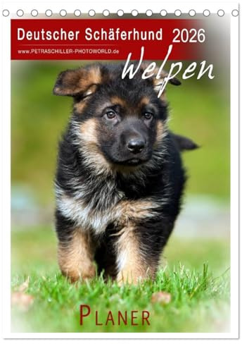 Deutscher Schäferhund - Welpen, Planer (Tischkalender 2026 DIN A5 hoch), CALVENDO Monatskalender: Hundewelpen... (CALVENDO Tiere)