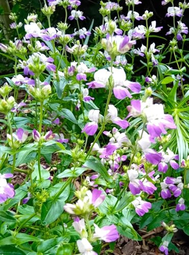 3 Stck. Salbei Salvia Greggii Amethyst Lips insektenfreundlich lila Freilandaufzucht