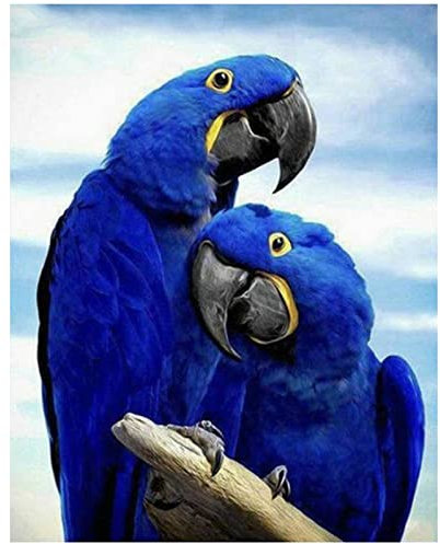 Tainrun 5D Diamond Painting,Perroquet Animal Brid Bricolage Broderie Diamant Kits pour Adultes et Enfants,Cristal Strass Point De Croix Canevas Arts Artisanat Maison Décoration Murale Decor 50x70cm
