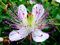 15+ CAPPARIS Omeris Semi Capperi/Perenne/Gewürz